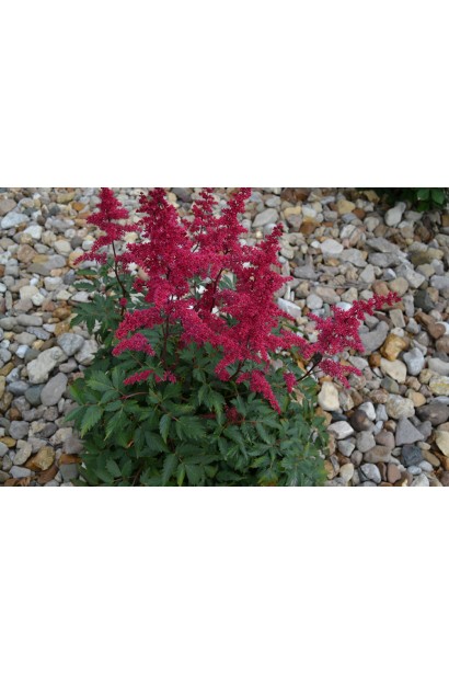 Астильба арендса Фанал посадка